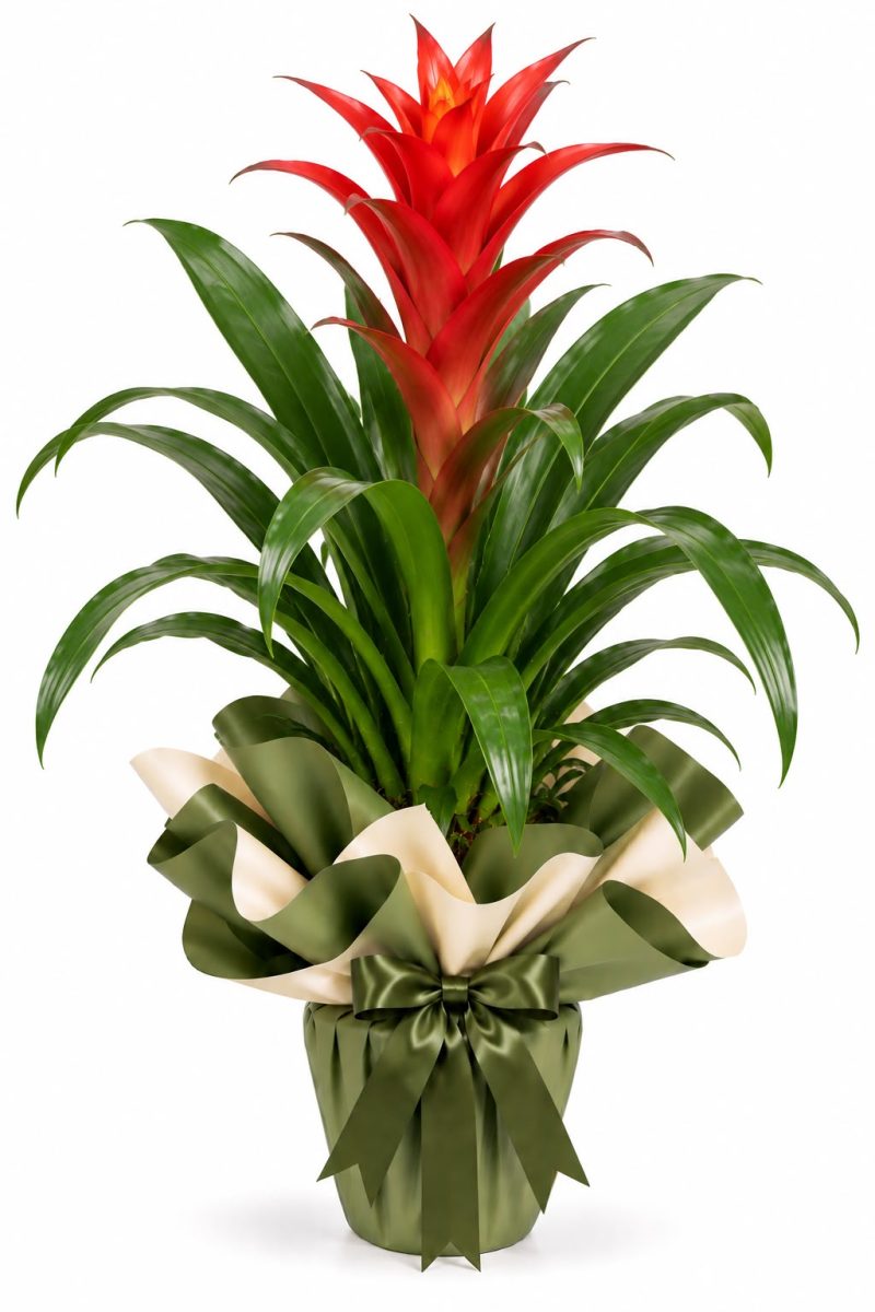 Guzmania Saksı Çiçeği